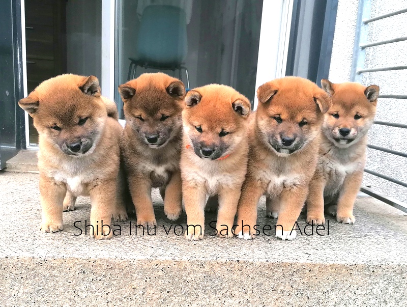 Shiba Inu Mischling Welpe Kaufen Akita und Shiba Inu Züchter Sachsen